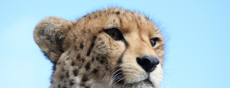 Cheetah sunning itself at Tenikwa