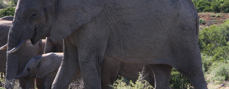 Elephant herd at Shamwari