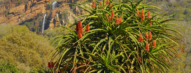 Walter Sisulu Gardens