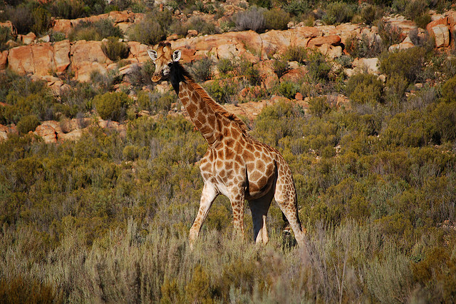 Cape Town Safari