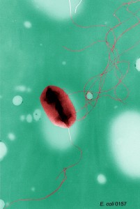 e.coli bacterium