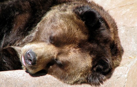 snoring Bear