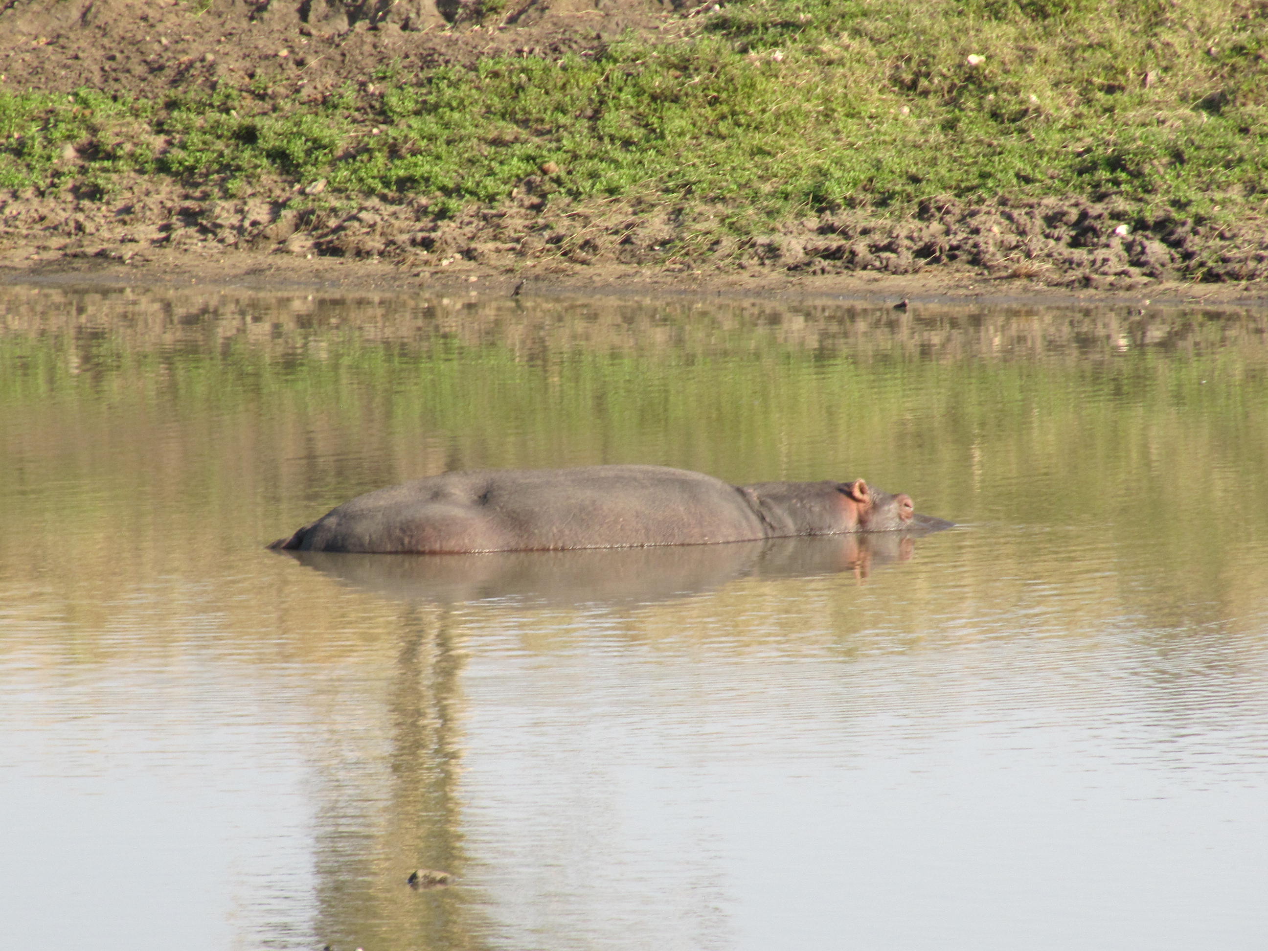 Hippo Motswari