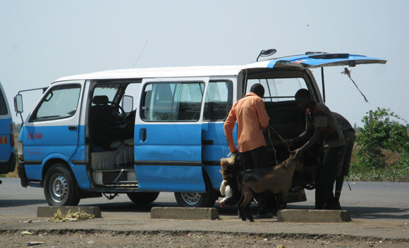 Goats being loaded into a minivan, Zambia