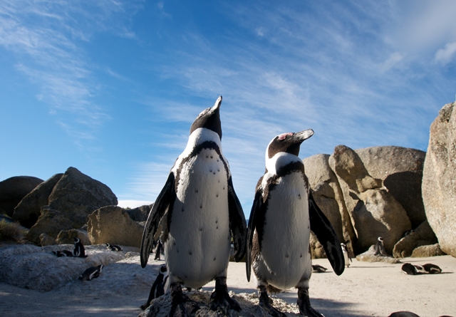 boulders-beach-penguins-cape-town