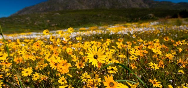 West Coast Flowers