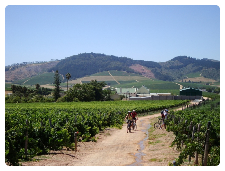 Biking through the vineyards on a Bikes n Wines Tour