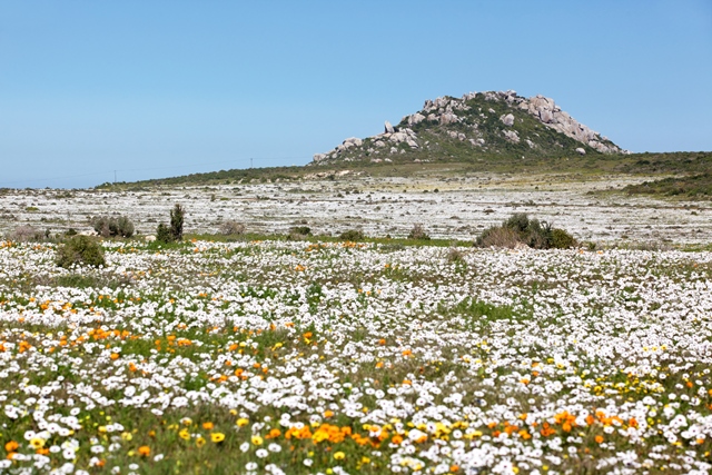 Namaqualand Flowers in bloom, Northern Cape, South Africa