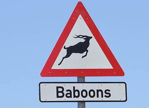 Baboons Kudu