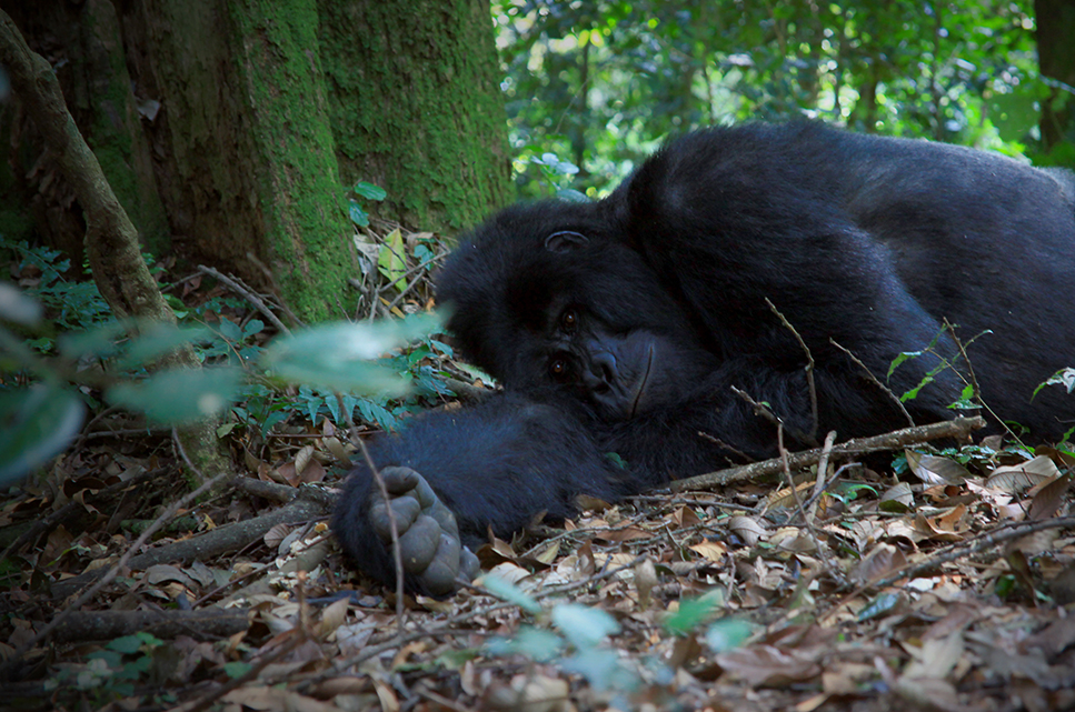 Gorilla lying down
