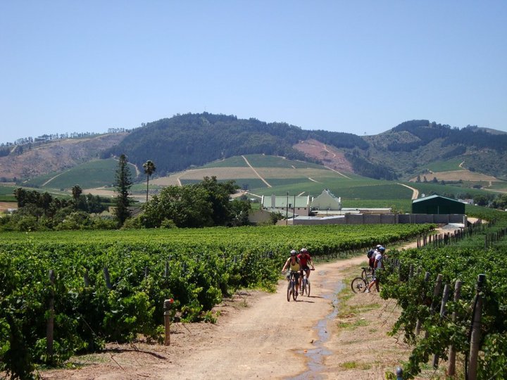 Bike and Wine Tours