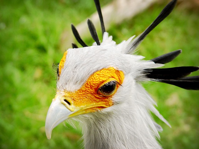 World of Birds Hout Bay