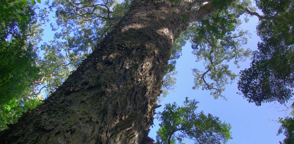 Big Tree Tsitsikamma