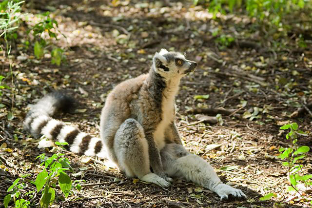 Bush Babies Monkey Sanctuary