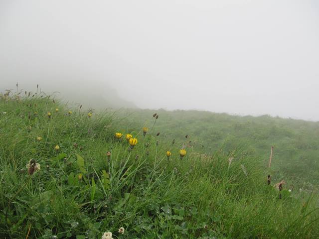 A misty day at the Cliffs of Moher,