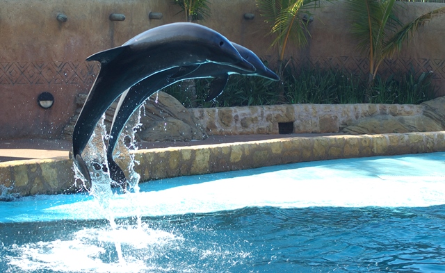 dolphin flight