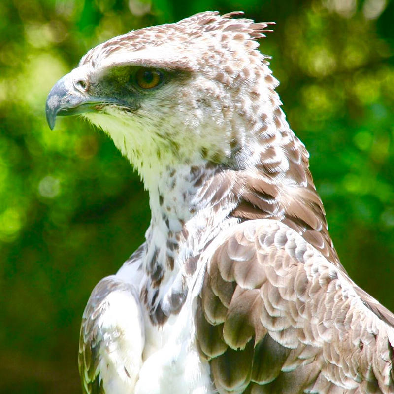 world of birds tourist attractions in south africa