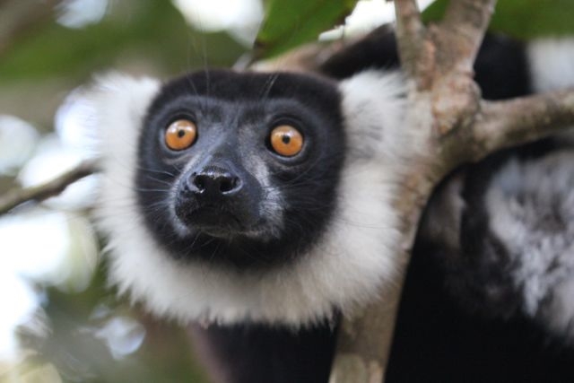 Dawn Jorgensen, Vakona Reserve, Black and White Lemur Face