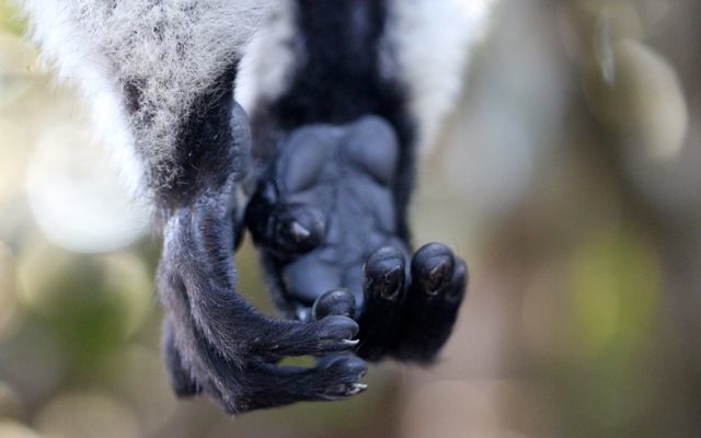 Dawn Jorgensen, Vakona Reserve, Black and White Lemur