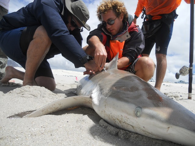 South African Shark Conservancy