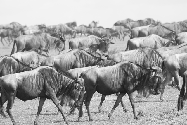 07-Discover-Africa-migration-wildebeest-black-white-carel-verhoef