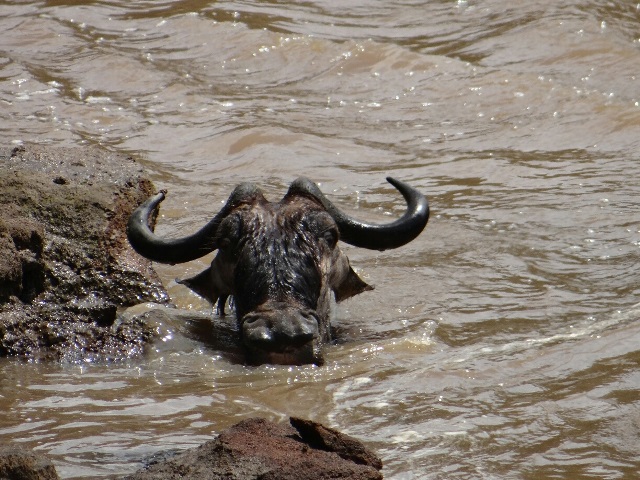 11-Discover-Africa-wildebeest-crossing-governors-camp-Moses-Manduku