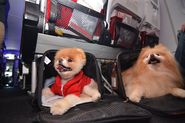 Boo, the 'cutest dog in the world', is Virgin America's ambassador. Flying Paws is Virgin Atlantic's travel with your pet programme allowing pet owners to earn miles by flying with their pet.