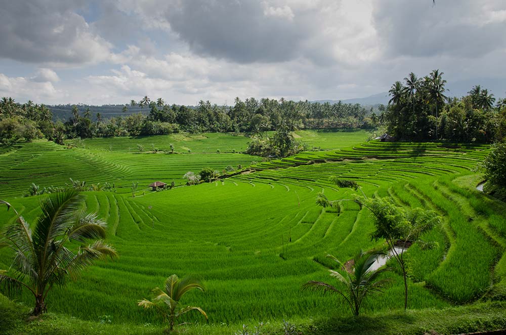 Bali, Indonesia rice fields.