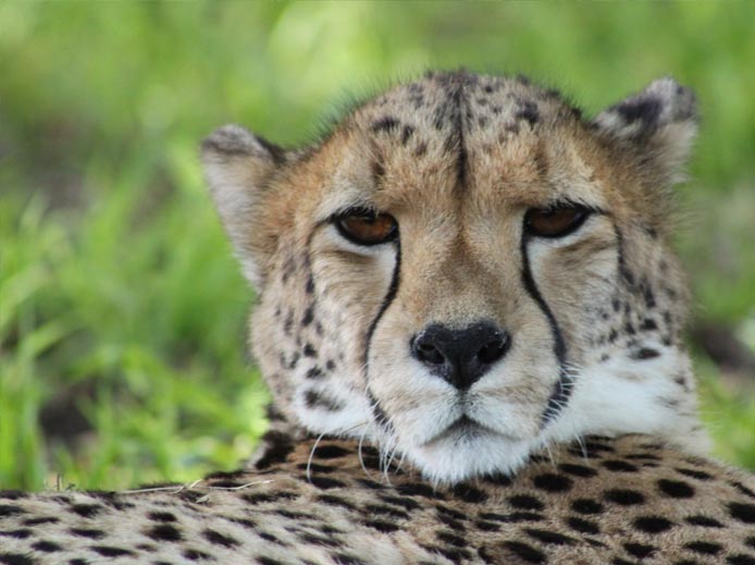 Cheetah Experience