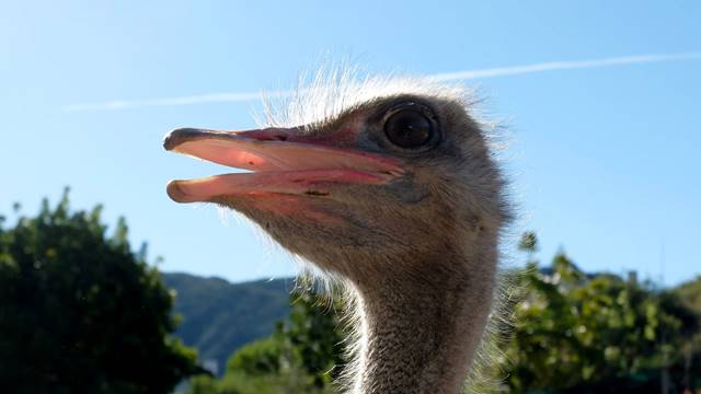 Ostrich Farm Oudtshoorn