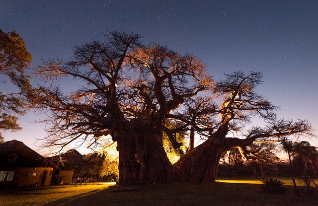 Sunlands Baobab