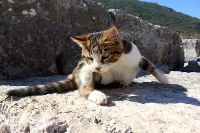 Efeso katės, Izmyras, Turkija.