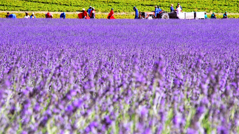 Lavender fields by Slack 12 on flickr