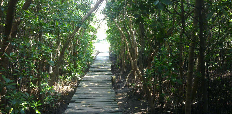 beachwood-mangroves-things-to-do-in-durban