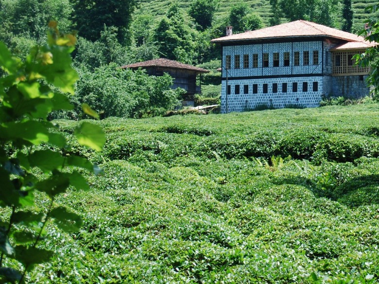 Traditional Laz house and tea plantation, Rize, Turkey