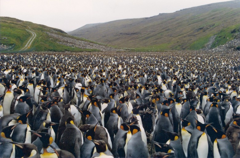 crowded penguins