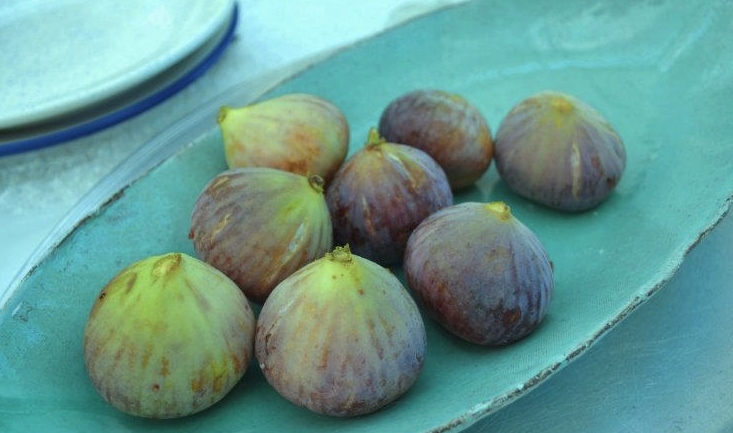 fresh karoo figs