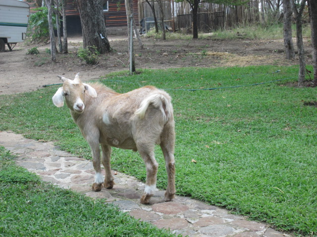 goat at wag n bietjie