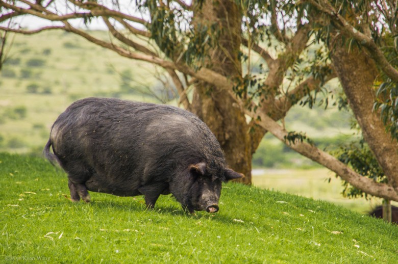 tam-jazi-pot-bellied-pig