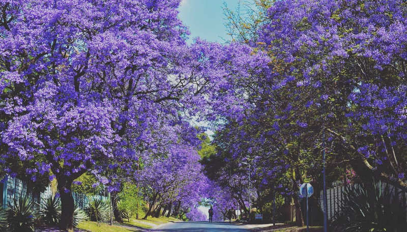 jacaranda trees