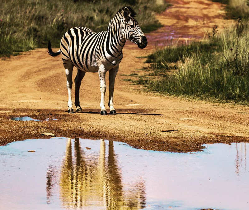 rietvlei game reserve