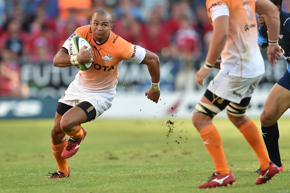 cheetahs rugby