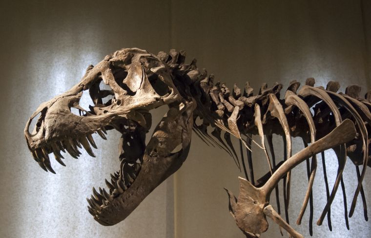 Tyrannosaurus Rex skeleton