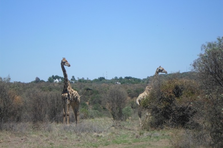 giraffes navy hill (1280x853)