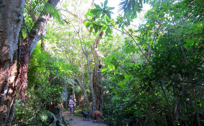 vulturn palm nut walk , mtunzini