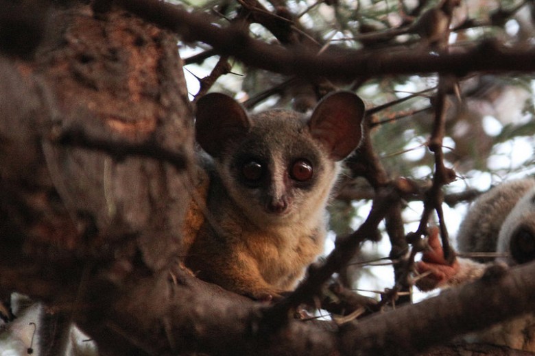 bush baby