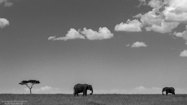 elephants by Ruth Nussbaum