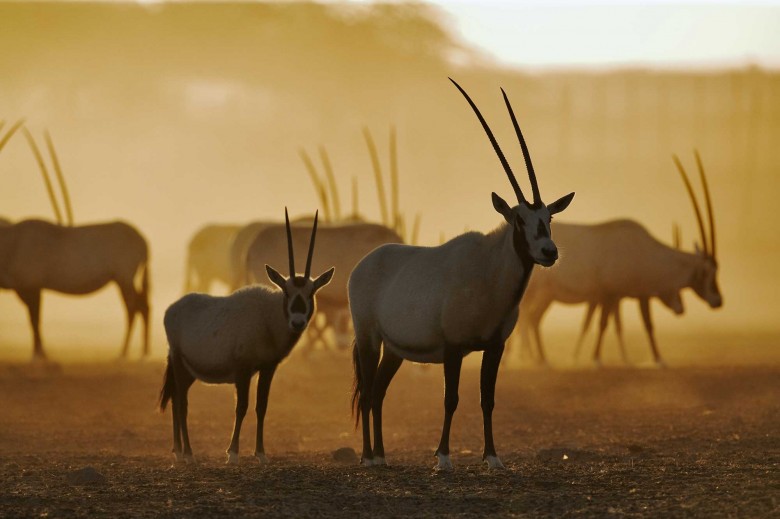 arabian-oryx-2