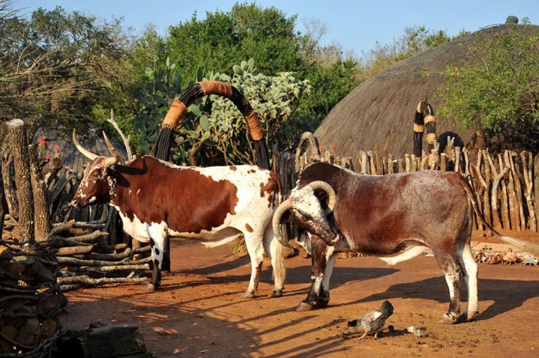 shakaland