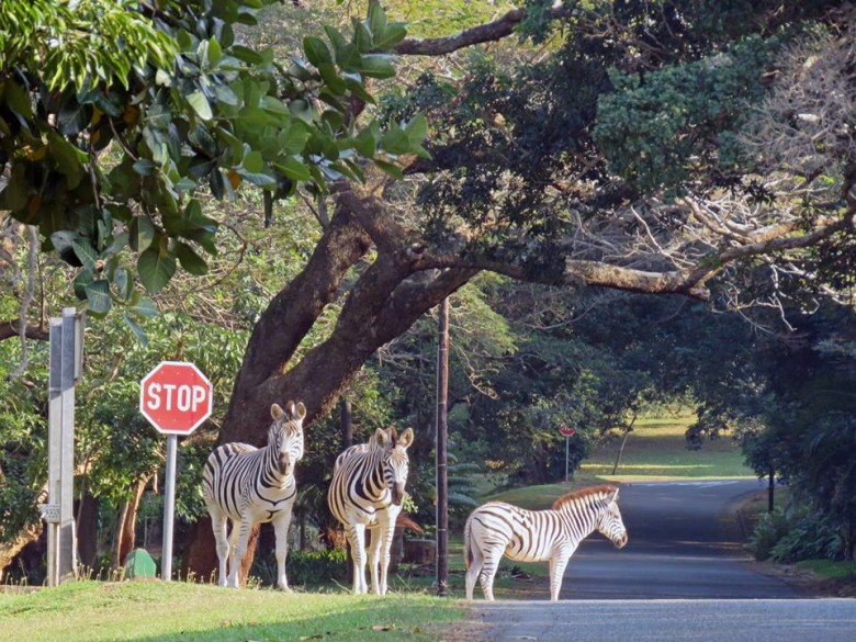 zebra crossing in mtunzini